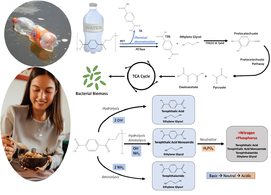 Killing two birds with one stone: chemical and biological upcycling of polyethylene terephthalate plastics into food