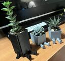 Leggy succulant planter pots