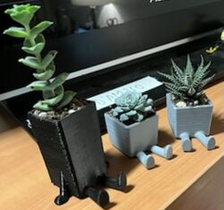 Leggy succulant planter pots