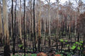 2009 Victorian bushfire Acheron Way DSC 0324.jpg