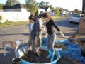 This is our first batch of cob being mixed in the donated kiddy pool.