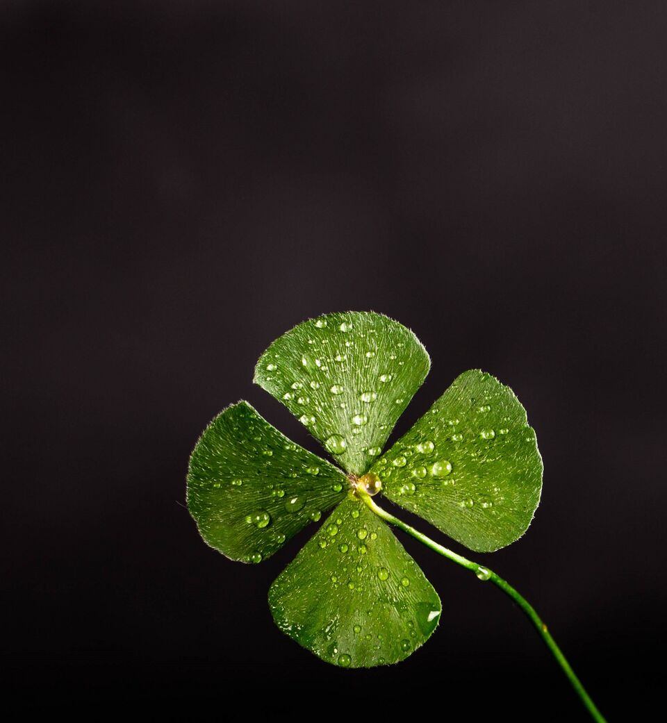 File:Clover-dew-leaf-705310.jpg