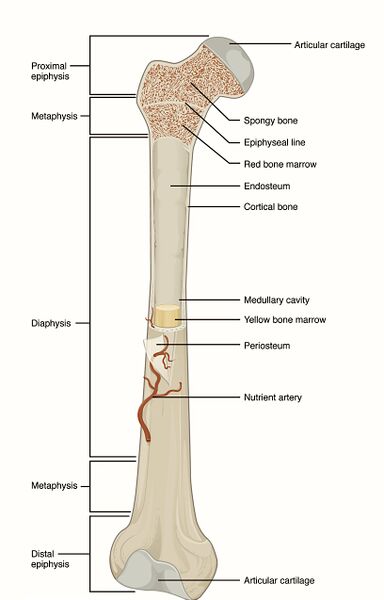 File:Basic bone anatomy.jpg