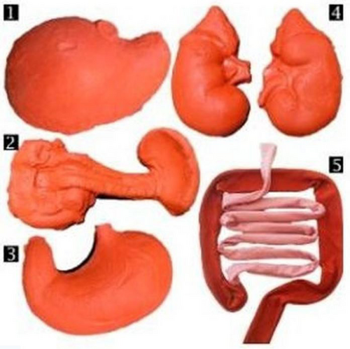 The set of made-up organs for the simulator, arranged on a white background: a silicone-cast liver, pancreas and spleen, stomach and two kidneys, with fabric-mesh small and large intestines.