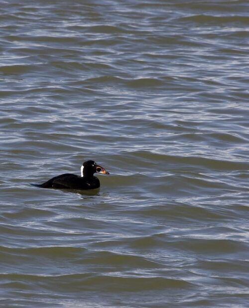 File:Surfscoter.jpg