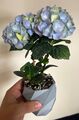 Abstract Geometric Plant Pot (hydrangea pictured)