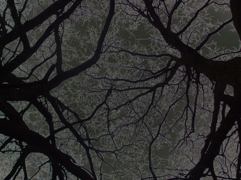File:Artnighttree.jpg