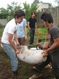 costals are moved from across the yard to the site and at an estimated 100+ pounds was no small feat!