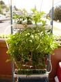Huge tomato plants! 6-25-10