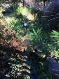 swale making its way into treatment pond