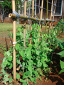 Bamboo trellis with duct tape and wire threads