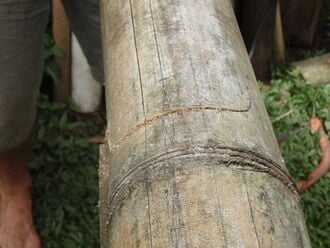 330px-Bambooplanter_smile_cut.jpg