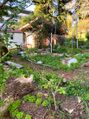 CCAT food forest in April. Can you spot the stone marker?
