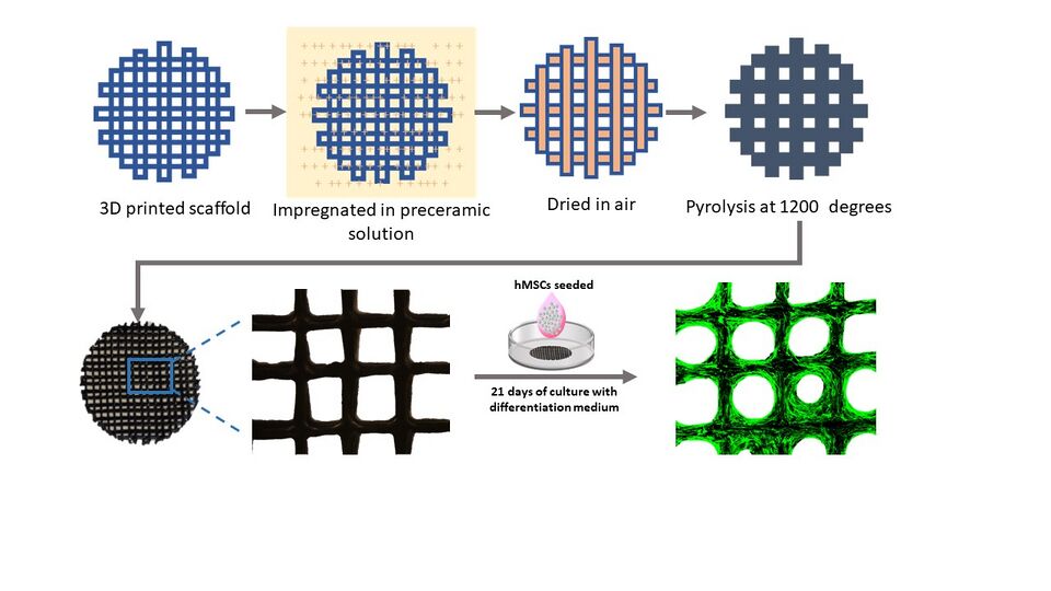 File:In vitro PDC.jpg