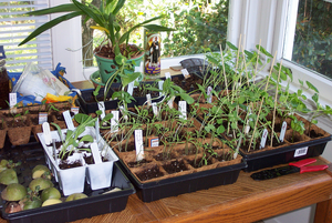 300px-Tableofseedlings.png