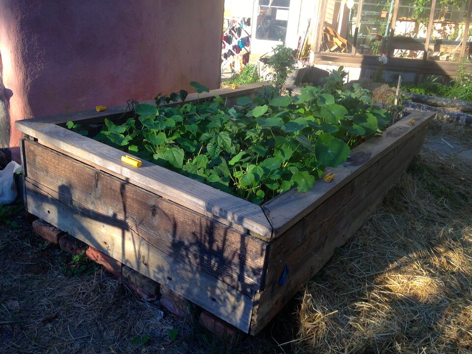 File:CCAT Raised Bed -1.JPG