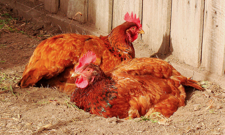 File:Chickensbathing.png