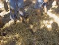 Fig 7: The straw is then piled on top and mixed into the mud by stomping it in with your feet.