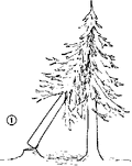 Thumbnail for version as of 01:26, 6 January 2007