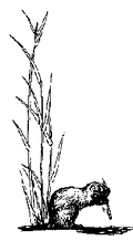 Thumbnail for version as of 16:06, 13 March 2009