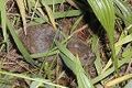 Vole Microtus californicus