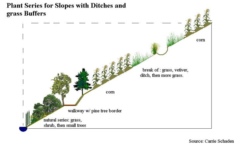 File:Plant Series with ditches and buffers.GIF