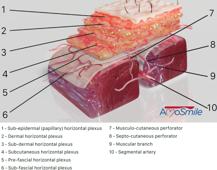 File:Skin Vascular Anatomy.png