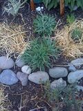 Yellow Yarro on top, Terra Cotta Yarrow on the bottom