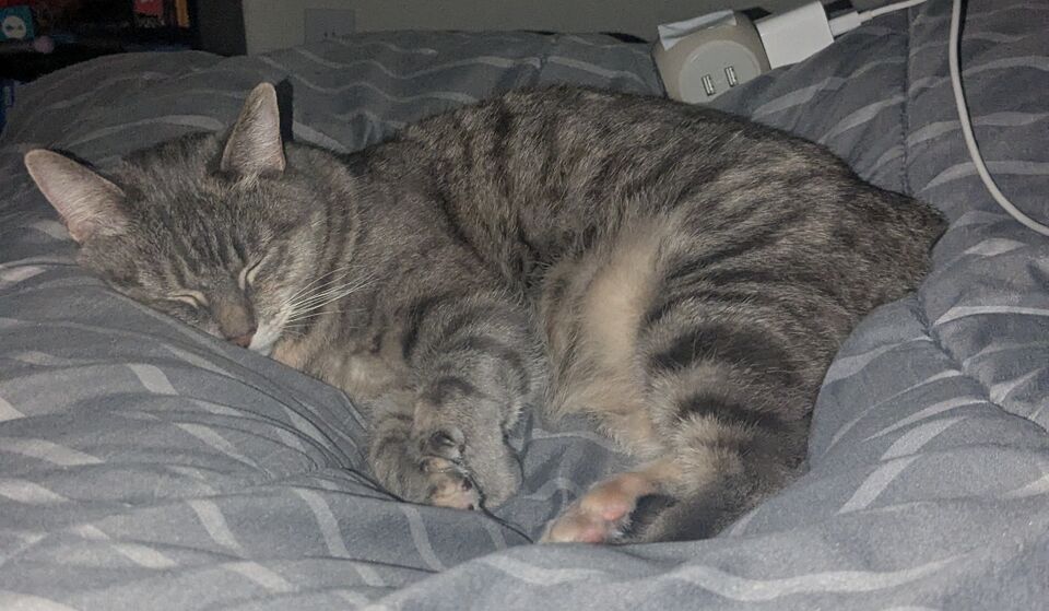 File:Miau Willow PersonalLife.jpg