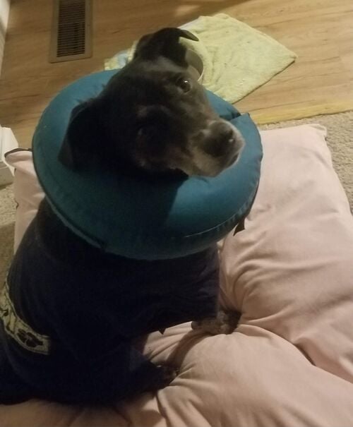 File:Dakotadog0profile pic.jpg