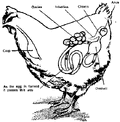 Thumbnail for version as of 15:21, 11 May 2007