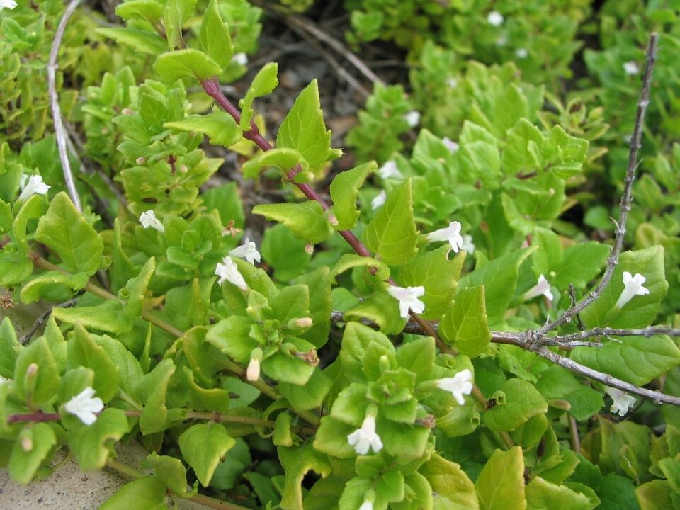 File:Vinetea.JPG