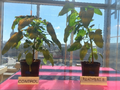 Climate-Resilient Crop Production Under Agrivoltaics: Experimental Evaluation of Amaranth Production With Semi-Transparent Photovoltaic Modules in Canada Under Changing Climates