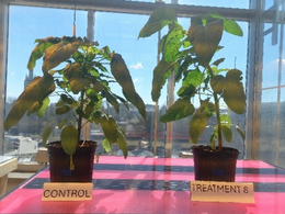 Climate-Resilient Crop Production Under Agrivoltaics: Experimental Evaluation of Amaranth Production With Semi-Transparent Photovoltaic Modules in Canada Under Changing Climates