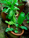 Thumbnail for version as of 06:33, 23 April 2016