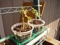 Fig.25-Tomato plants prepared for installation