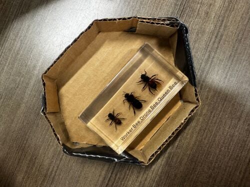 This is a prototype of how we will display the resin displays, what's not included is the light portion. This prototype is for desired purposes. Learned that we may need to adjust for different resin display sizes.