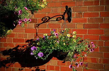 350px-Hangingbasketdisplay.png