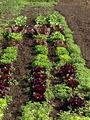 Figure 9 Lettuce varieties and other green leaf veggies. Image courtesy of Martha Ayon