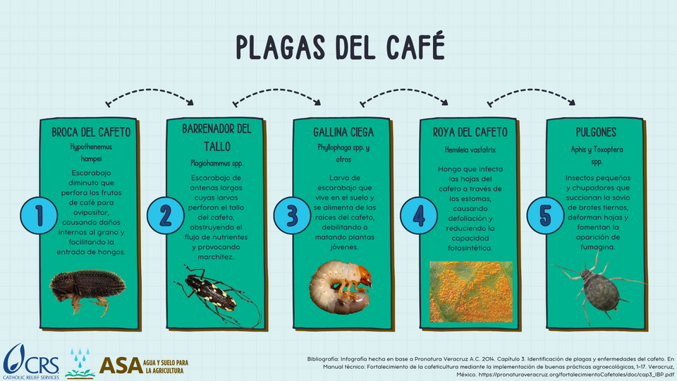 File:Plagas del café.png