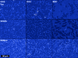 Structure-Property Relationships of Common Aluminum Weld Alloys Utilized as Feedstock for GMAW-based 3-D Metal Printing