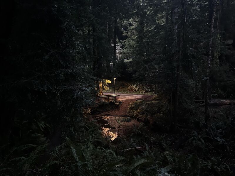 File:Lamppost in forest near dusk.jpg