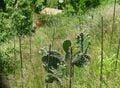 Polyculture planting of cactus, fruit trees, and corn.