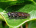 Black Soldier Fly adult