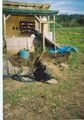 Fig 6: Putting in the pond liner