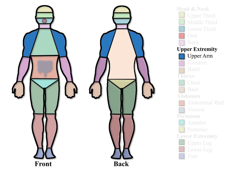 File:Upper Arm Region.png