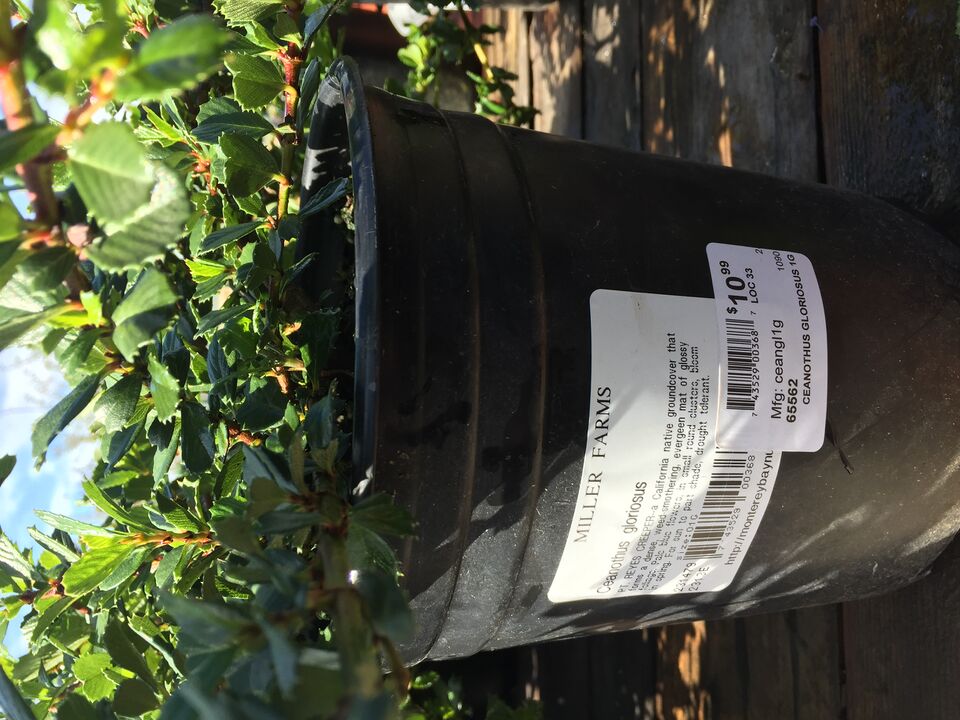 File:Ceanothus.JPG