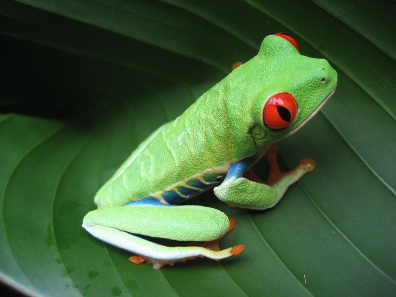 File:Costa Rican Frog.jpg