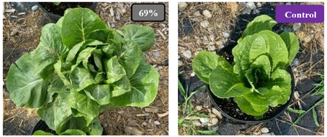 Heat Stress Tolerance in Organic Romaine Lettuce Using Crystalline Silicon and Red, Blue & Green-Colored Thin Film Agrivoltaic Systems