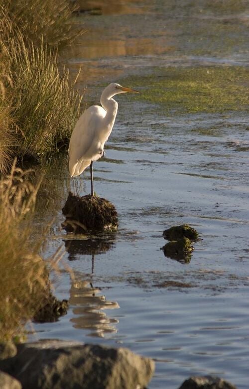 File:Greategret.jpg